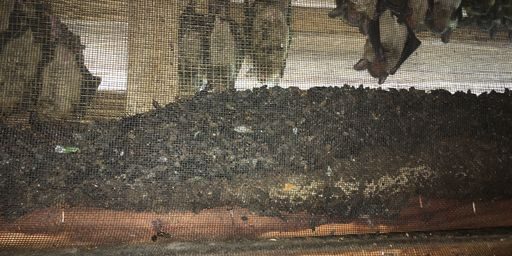 Bat-damage bats in attic