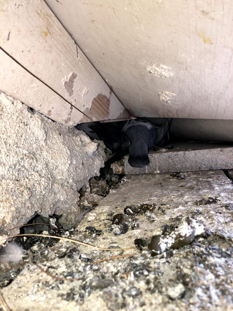 Wild Animals in Attic Folsom, Waste Cleanup, Fix Attic Damage Thomas