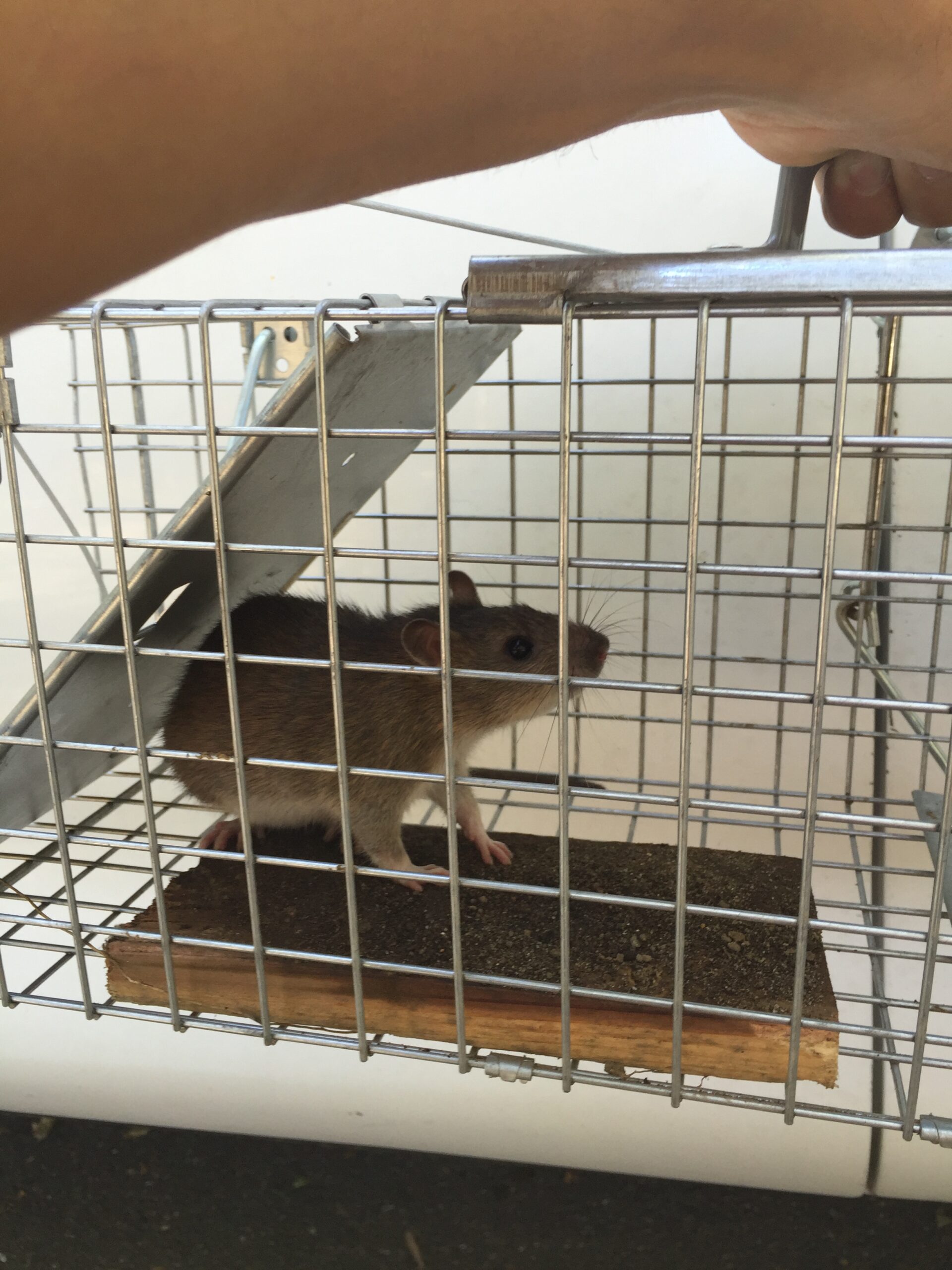 Rat Removal and Control Granite Bay CA – Thomas Wildlife Control