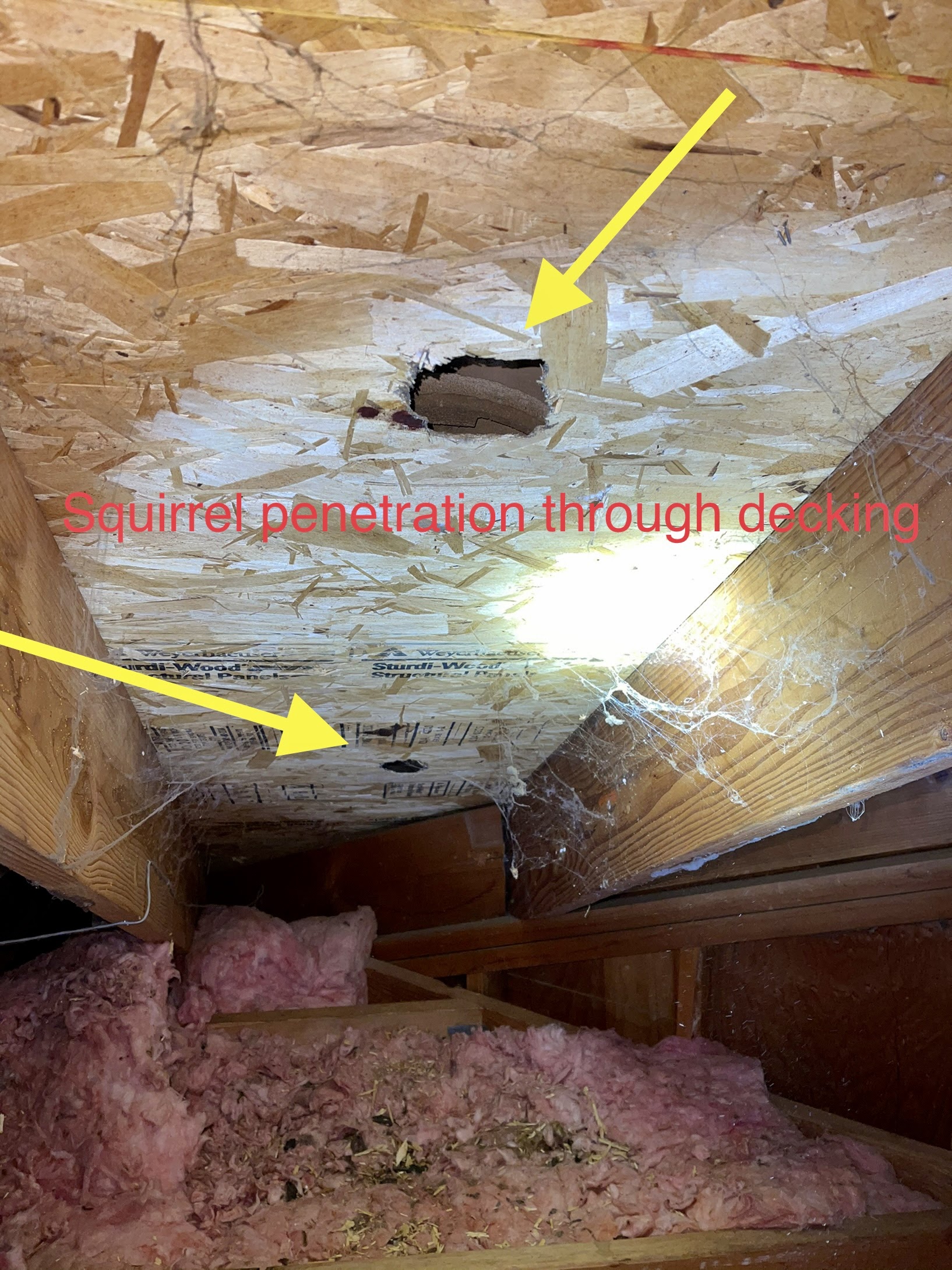 Squirrel Removal, Squirrels in Attic, Damage Repair, Independence MO