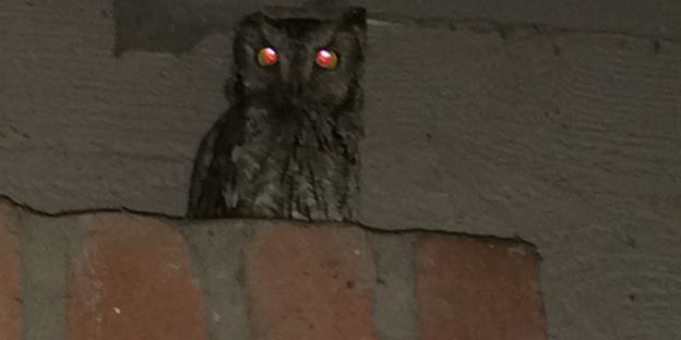 Owl on home owl on home