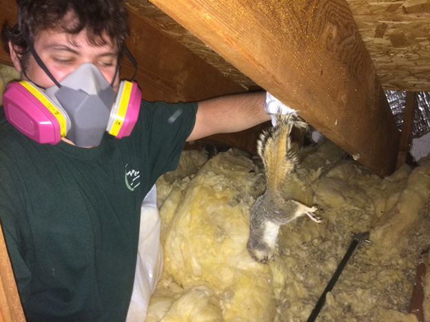 finding squirrel in attic