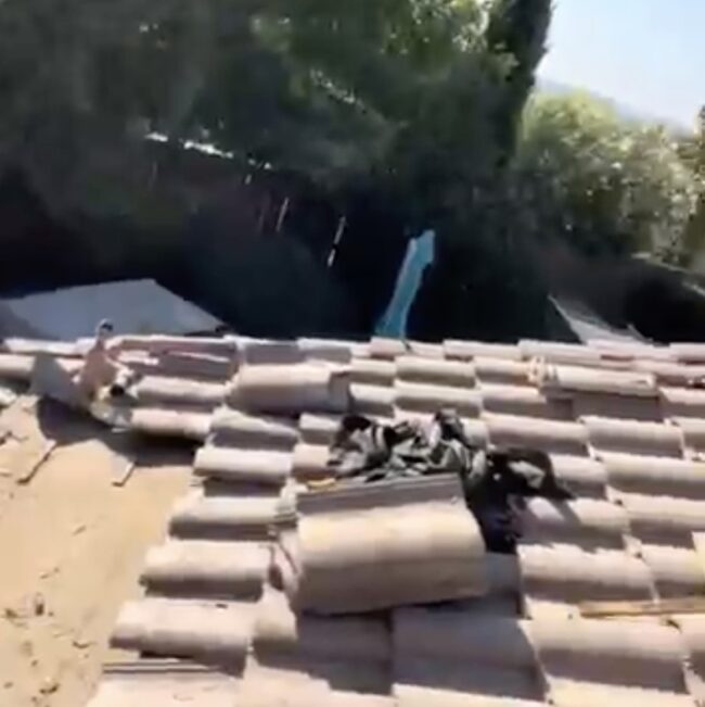 Squirrel Roof Invasion