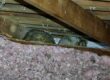 squirrel in attic el dorado hills