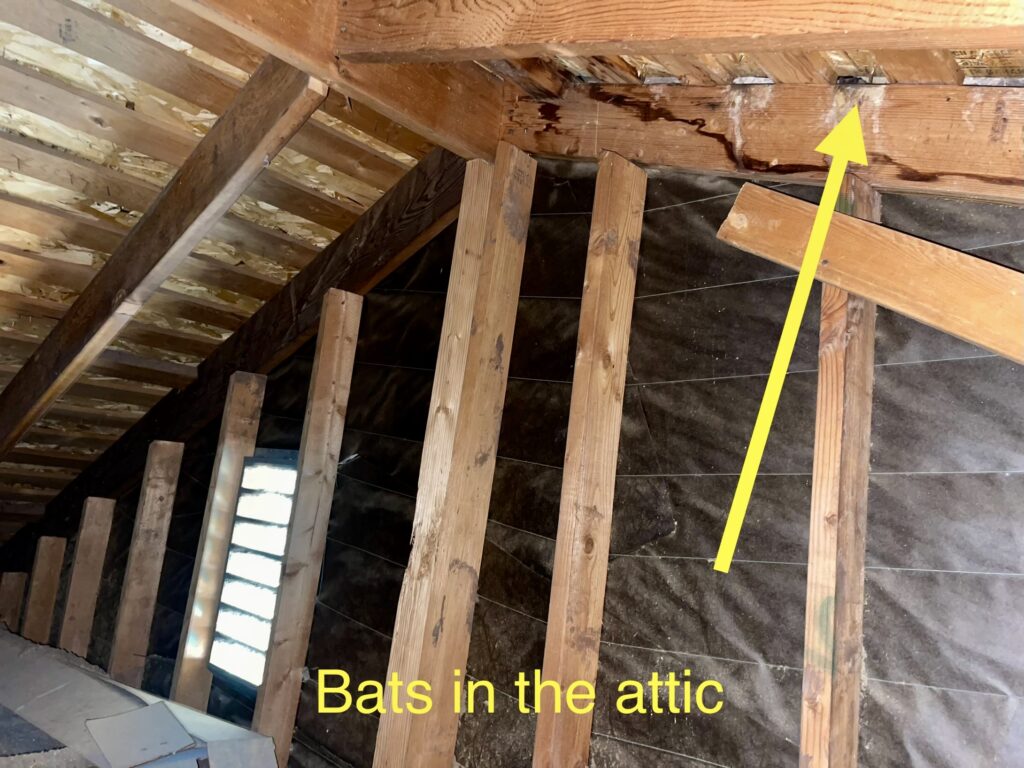 bats in attic