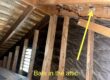 bats in attic
