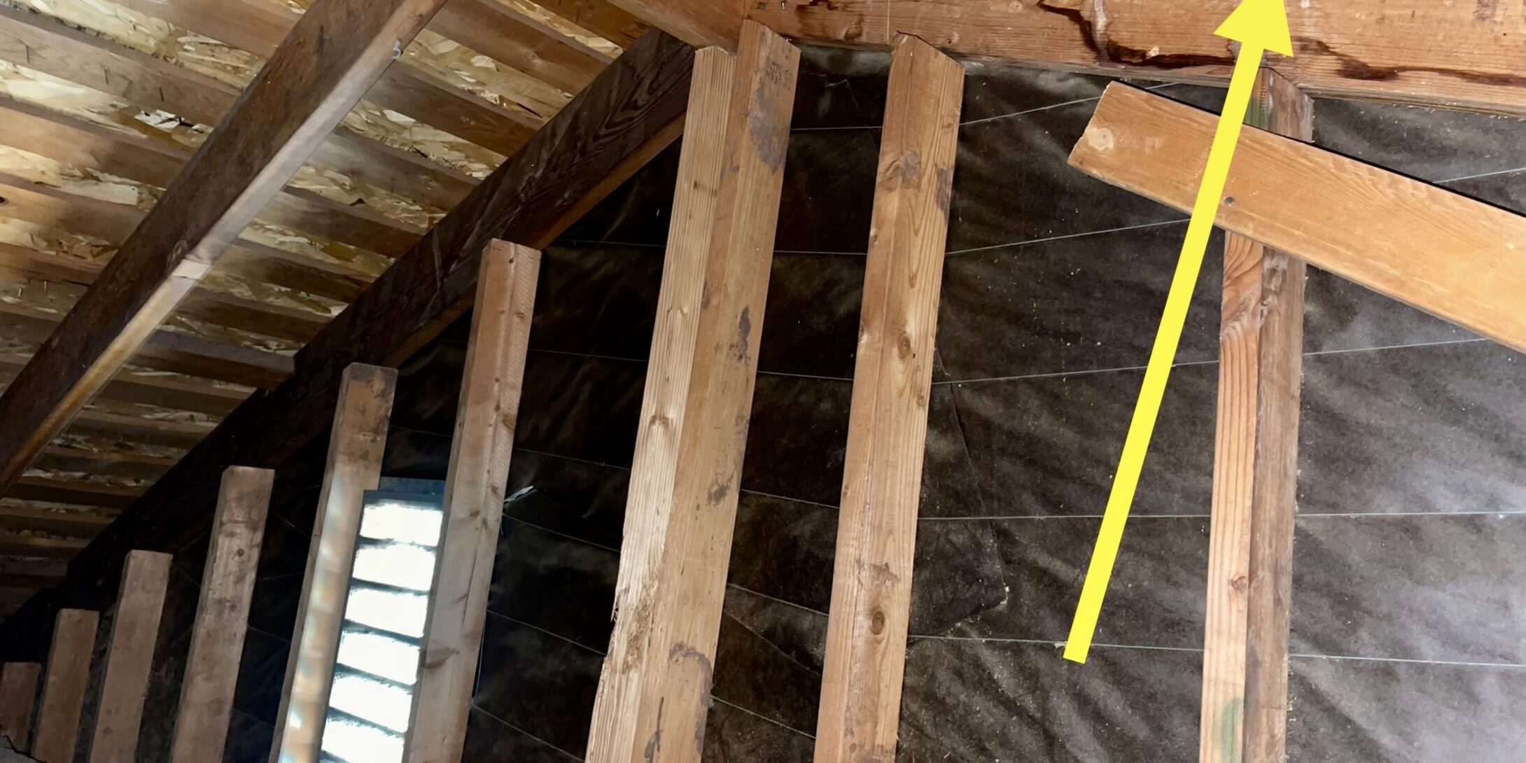 IMG_2296 bats in attic