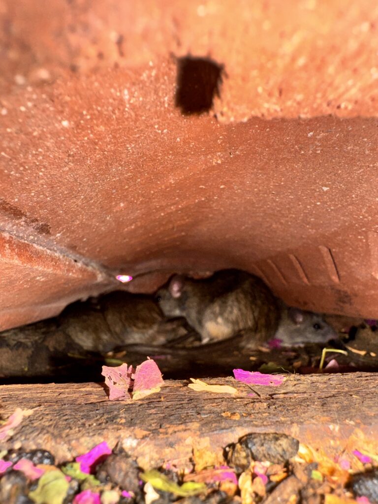 From Roof Racket to Rat-Free: A Folsom Homeowner’s Journey with Thomas Wildlife Control & Roofing