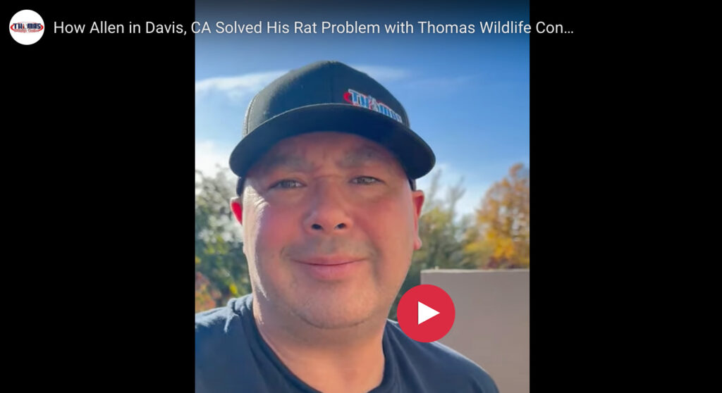 Thomas Wildlife Rat Solution