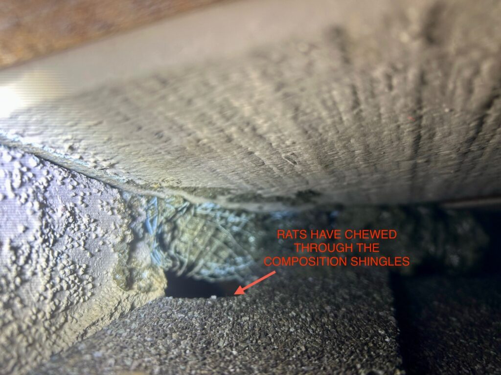 Roseville Rodent Removal: What Homeowners Should Know Before Hiring a Company