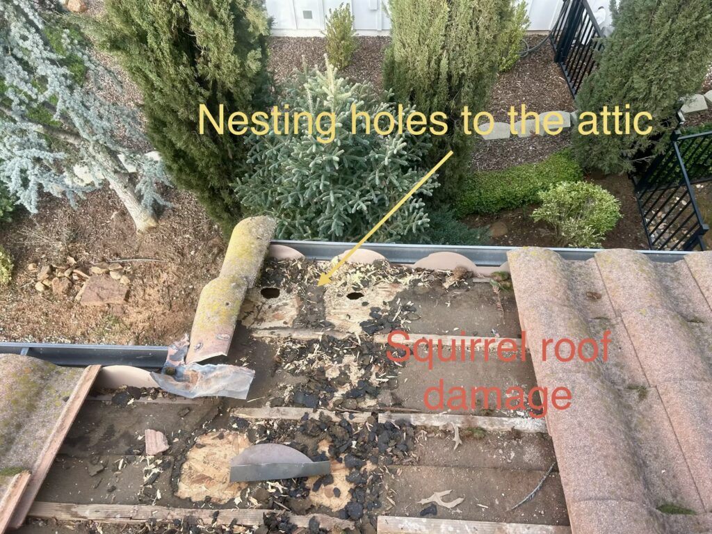Squirrels in the Attic? How One Placer County Homeowner Discovered Serious Roof and Nesting Damage