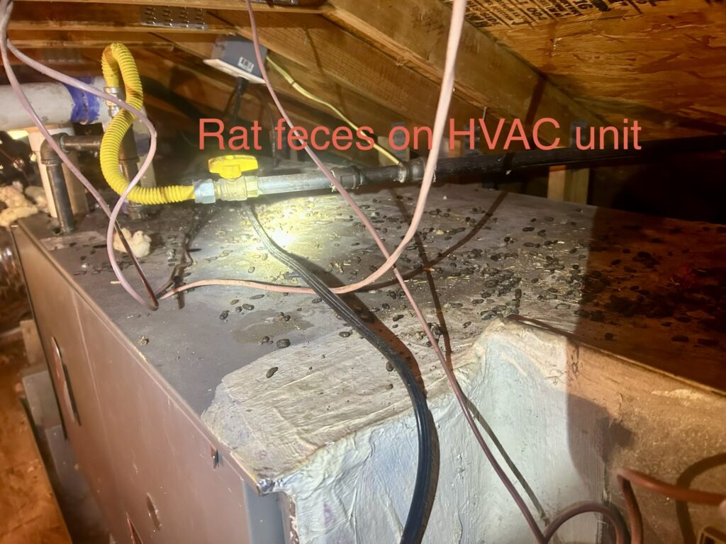 Rats in the Attic? How One Cameron Park Homeowner Discovered a Serious Rodent Problem