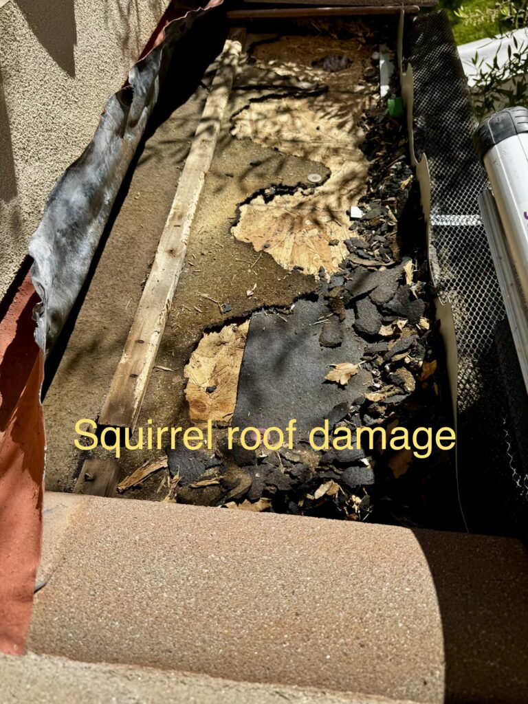 Strange Noises in the Attic: How a Sacramento Homeowner Discovered Squirrels Were Damaging Their Roof and Insulation