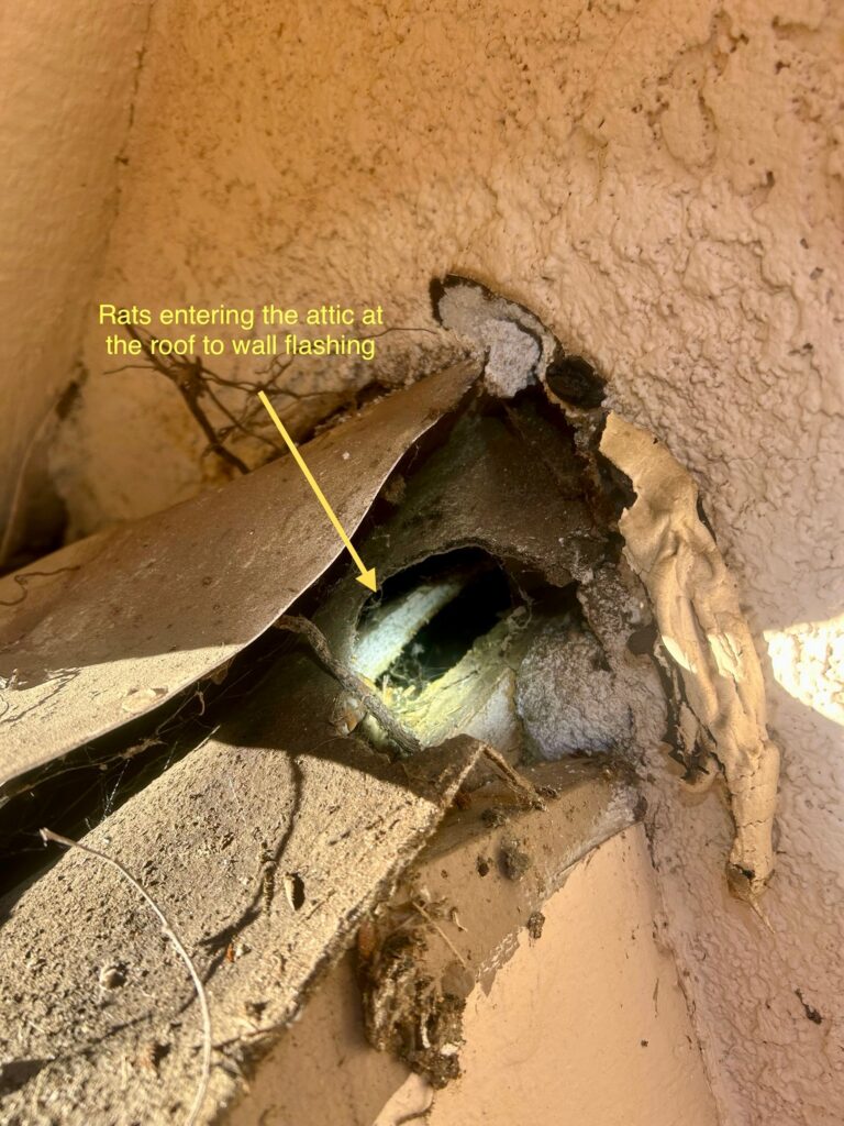 Something Was Moving in the Walls: How a Folsom Mom Discovered Rats Were Living in Her Attic
